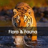 Flora and Fauna